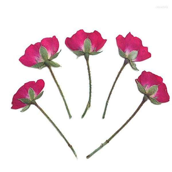 Dekorative Blumen 2023 Est Chinesische Rose auf Stielen Exemplare echte getrocknete Kerzen 1 Los/100 Stück Kostenloser Versand