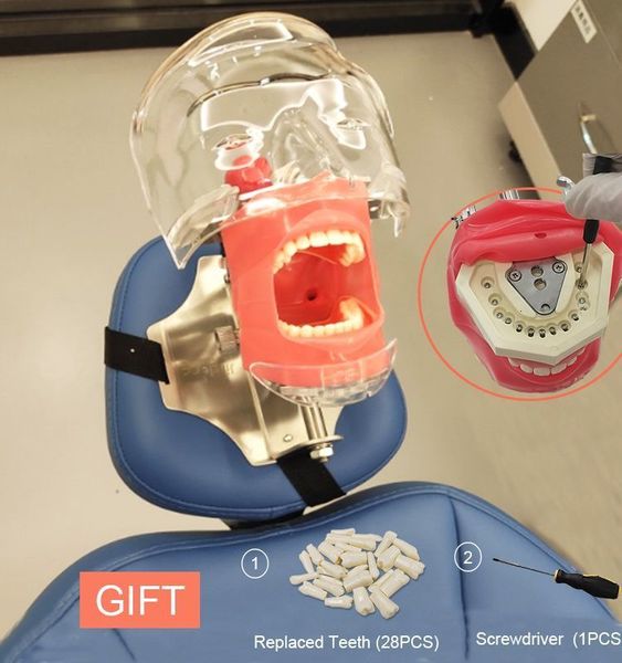 Другое гигиеническое симулятор гигиены полости рта Призрачная головка заменить зубы модель может установить на подушке стоматологического кресла для практики обучения стоматолога 230524