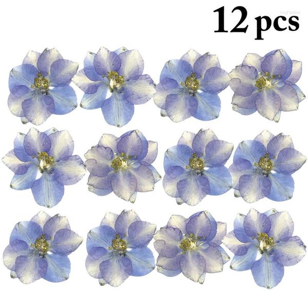 Flores decorativas 12pcs seco reais larkspur diy pressionado eal flor plantas secas para fazer acessórios artesanais