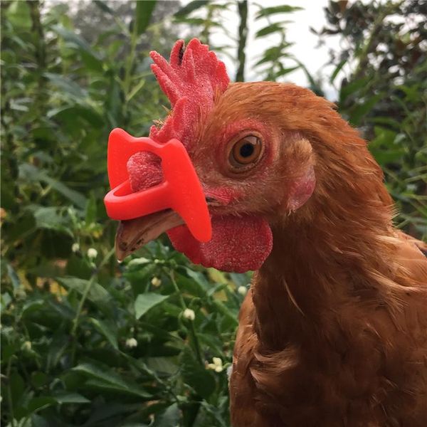 Träger 500 Stcs Neue Hühnergläser 43 * 27mm rote Pfauenbrillen Fasanengläser Plastik ohne Bolzen Hühnergläser