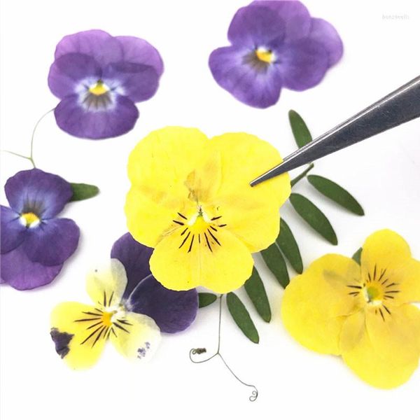 Flores decorativas 2023 Pansy amarelo brilhante amostras de imprensa seca para crianças da classe artesanal 120 PCs