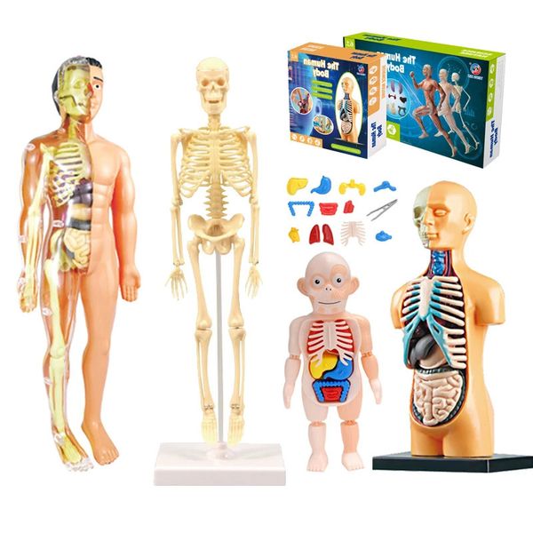 Science Discovery 3D Torso del corpo umano Modello Educativo Assemblaggio Apprendimento Giocattoli fai da te Strumenti didattici Organo Giocattolo precoce per i bambini 231201