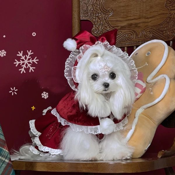 Köpek giyim evcil köpek Noel kıyafetleri moda kırmızı pelerin ceketleri güzel köpek köpekleri kıyafetler prenses kızlar metreau kıyafetler Yorkshire 231205