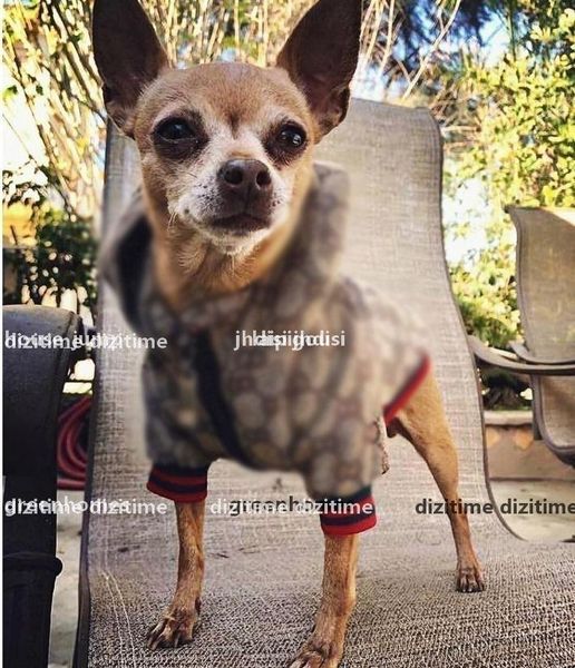 D Best Outdoor Pet Dog Dog Apparel Modello classico Dshion Pettorine regolabili per animali Cappotto Simpatico orsacchiotto con cappuccio Completo Collare per cani di piccola taglia Accessore