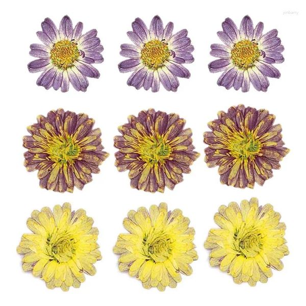 Dekorative Blumen 3,5–4 cm/ echte natürliche gepresste Doppelblütenblätter von Margaret Dry Head, getrocknete Pressblumen für die Herstellung von Epoxidharz-Schmuckkerzen