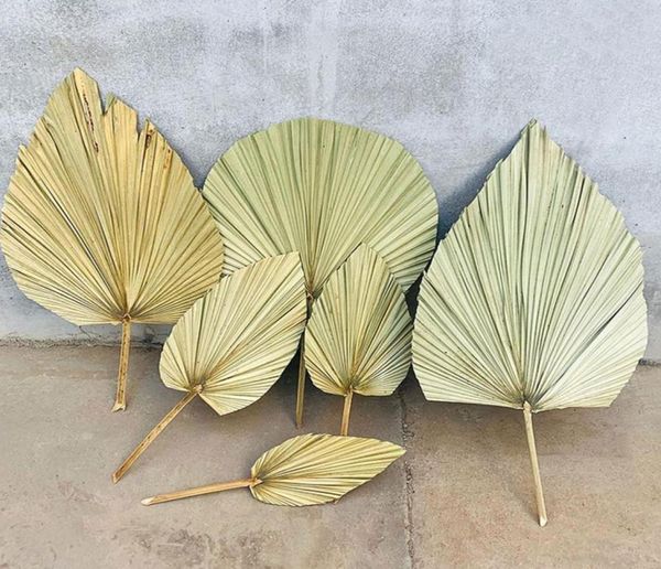 1 unidad de hoja de abanico de Pu Natural de flores secas para bricolaje, tienda en casa, materiales de decoración de exhibición, hojas conservadas de palmera para decoración de bodas 6748783