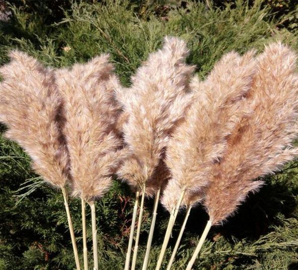 20 hastes Pampas Grass Bouquet seco Flor Flor Wedding Use Christmas Flowers Artificial Fall Decoration6981832