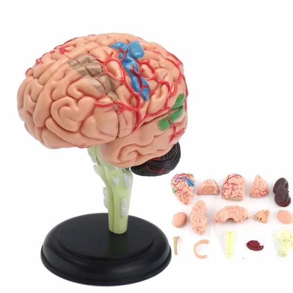 OUTROS ESCOLAS DE ESCOLAS OFFERENCIMENTO DE ESCOLAS DE ESCRITÓRIAS 4D Modelo de Cérebro Humano Anatomia Ferramenta de Tools Esculturas Esculturas Uso 7.2*6*10cm 231213