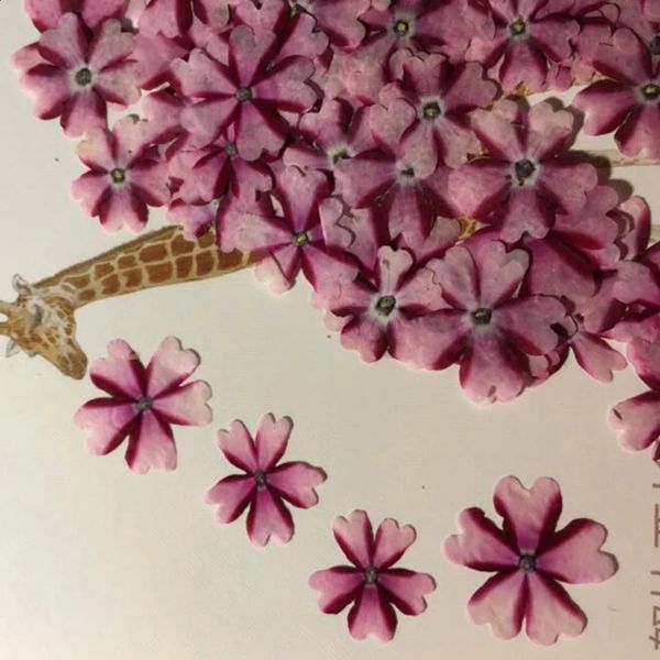 Flores decorativas grinaldas 60pcs pressionado seco verbena hortensis flor para jóias marcador cartão postal po quadro caso de telefone fazendo artesanato diy acessórios 231214