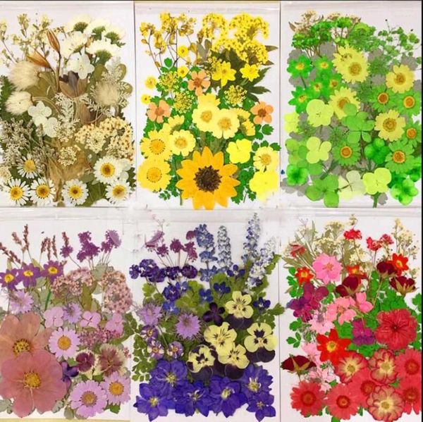 Fiori decorativi 50 pezzi di piante erbario pressate secche miste per gioielli, cartoline, biglietti d'invito, cassa del telefono, ArtCraft, scelta di 7 colori