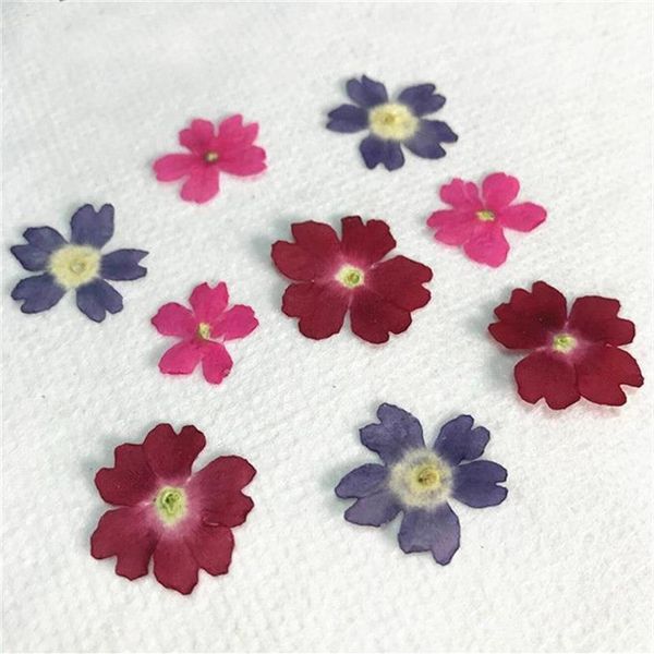 O original Color Verbena 2020 Flor Floral Floral para espécime Remessa inteira 120 PCs Y1128271M