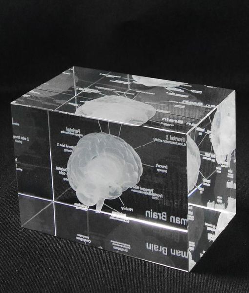 Modello anatomico umano 3D Fermacarte inciso al laser Cervello Cubo di cristallo Anatomia Mente Neurologia Pensiero Scienza medica Regalo 27060026