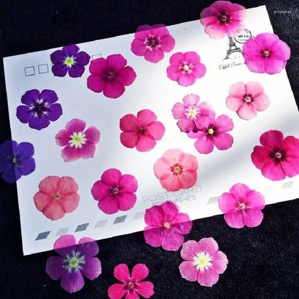 Flores decorativas 60 pcs pressionado seco misturado Phlox Drummondii flor planta herbário para jóias cartão postal marcador caixa de telefone convite