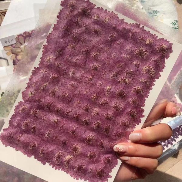 Flores decorativas 250pcs prensado seco 2-3cm Purple Daisy Flower Plant Herbarium for Jewelry Bookmark Postal Case Po Frame fazer