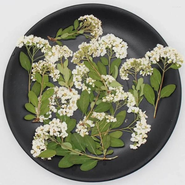 Flores decorativas 60pcs seco pressionado natural spiraea flor stalk plantas herbário para jóias postais de cartão de marcha