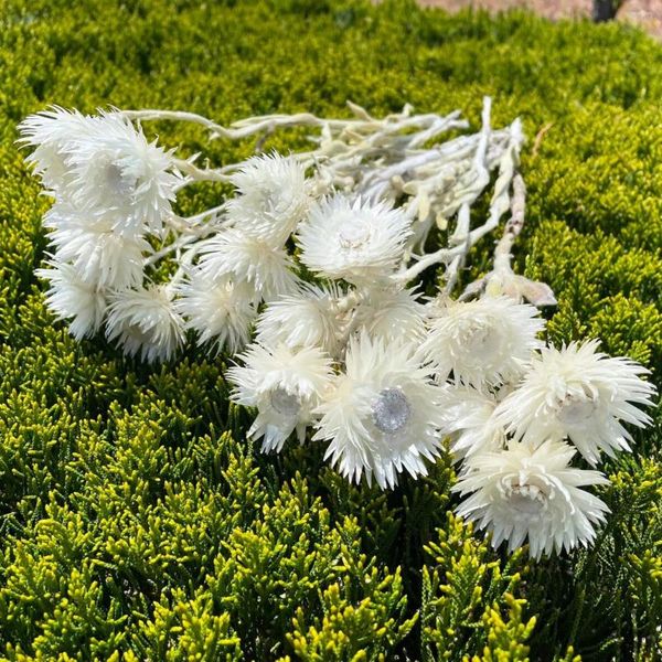 Dekorative Blumen 30 PCs Köpfe getrocknete weiße Gänseblümchen -Real Silberkamille Blumenbündel für Vase Home Wedding Boho Bürodekoration