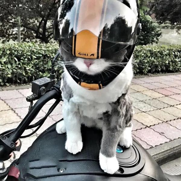 Bekleidung 16*12cm Hübsche Katze Hund Mini Helme Kunststoff Hut für Motorräder Foto Requisiten Haustier Zubehör Coole Outdoor Caps