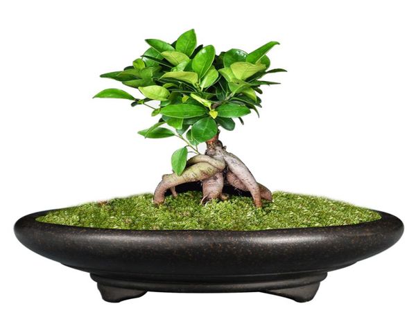 Pote de bonsai unglaze bacia china yixing mini vasos de bonsai vaso de flores de jardim areia roxa ventilação vasos de cerâmica suculentas c1116897455