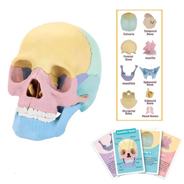 Modelo de crânio de amostra destacável 4D, medicina anatômica humana, ensino oral, esqueleto, ferramentas de montagem de arte 231228