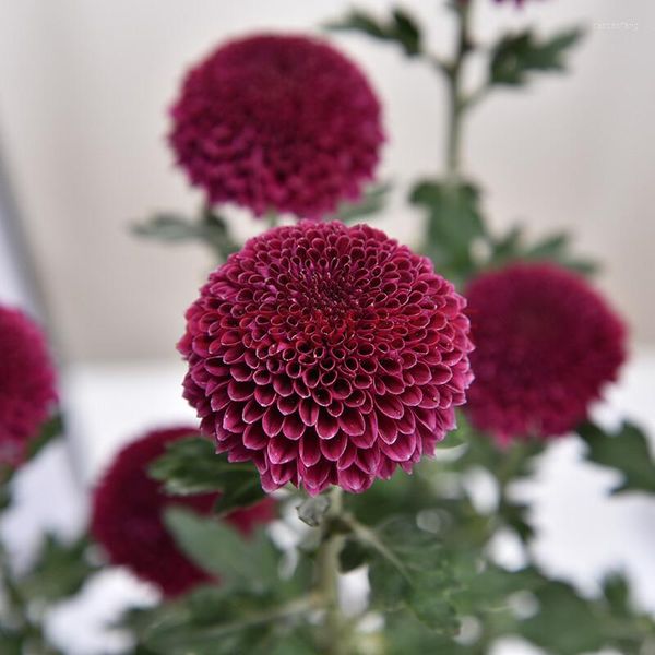 Flores decorativas simuladas taro roxo pingue-pongue crisântemo plantas artificiais bonsai chinês redbud festa em casa decoração de casamento