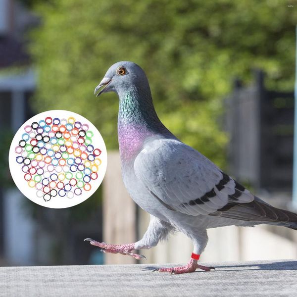 Outros suprimentos para pássaros 100 peças Anéis para pés de papagaio Identificação de pombos Brinquedos de empilhamento Os pintinhos de galinha