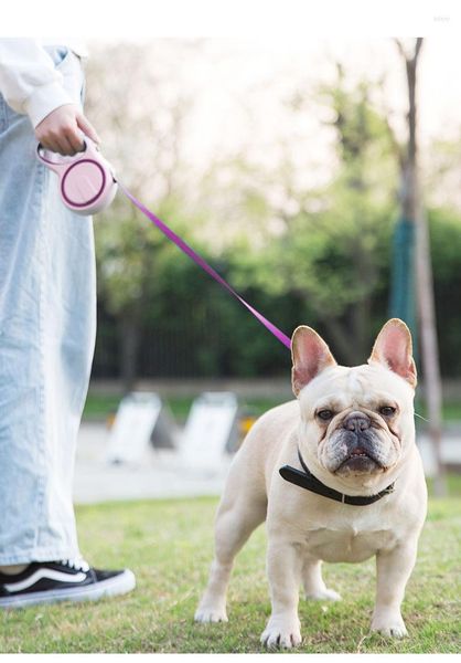 Köpek yakaları otomatik çekiş ipi evcil hayvan zinciri büyük orta ve küçük kemer altın saçlı yürüyüş