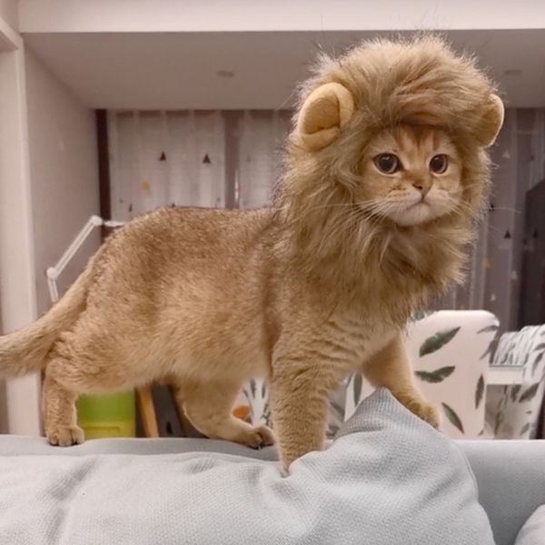 Cat Costumes Cute Lion Mane Wig Pet Small Dog Cats Costume Cap Hat per cani Fancy Cosplay Toy Accessory 230714