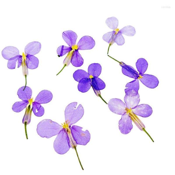 Dekoratif Çiçekler Violaceus DIY Dekorasyon İçin Basın Çiçeği Toptan Ücretsiz Sevkiyat 1 Lot / 120 PCS