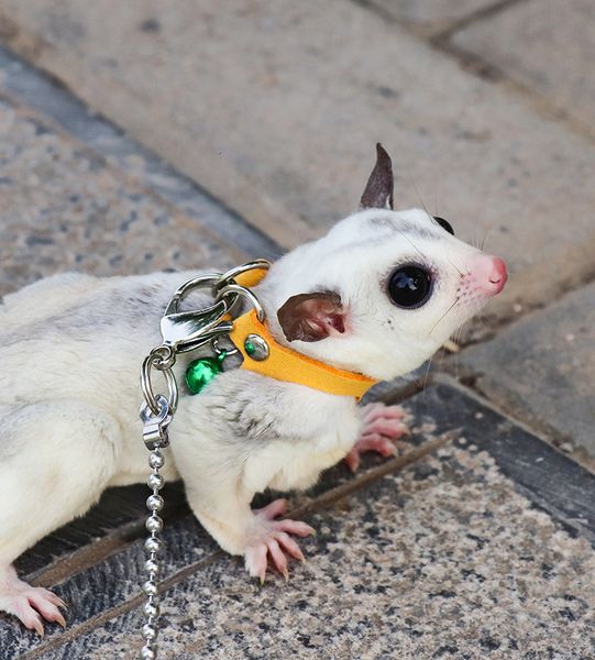 Suprimentos para pequenos animais Sugar Glider Arnês de reboque Pequeno animal de estimação coleira ao ar livre 3 tamanhos em um anti perda de roupas coleira para trelas ZA212 230715