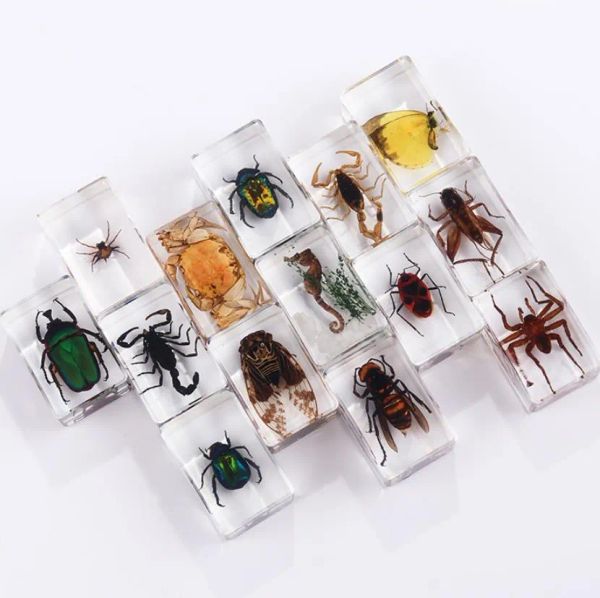 Insektenproben-Partygeschenke für Kinder, Käfer aus Harz, Sammlungen, Briefbeschwerer, Spinnentiere, konserviertes wissenschaftliches Lernspielzeug, Halloween