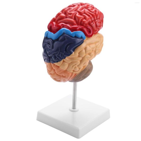 Ciotole Modello anatomico cerebrale Anatomia 1: 1 Mezzo cervello Tronco cerebrale Forniture di laboratorio per l'insegnamento