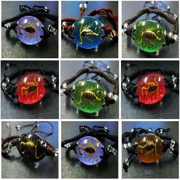 SU 36 pezzi intero reale Scorpion King Lucite braccialetto braccialetto insetto gioielli qualità uomini magici gioielliGIFT misto SHIPP1881