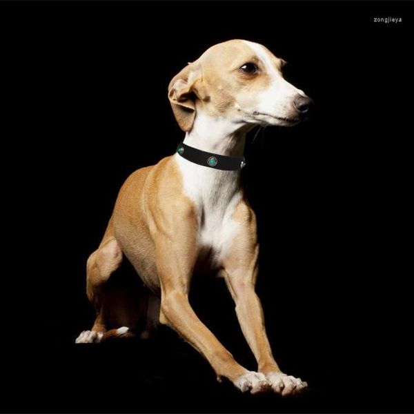 Coleiras para cães Coleira de couro feita à mão Whybit Greyhound Acessórios Caminhada Artigos para animais de estimação Filhote