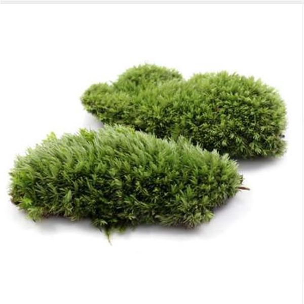 1pcs verde artificiale falso muschio corallo pietra modello erba pianta in vaso micro paesaggio fata giardino acquario ornamento decorazione182H