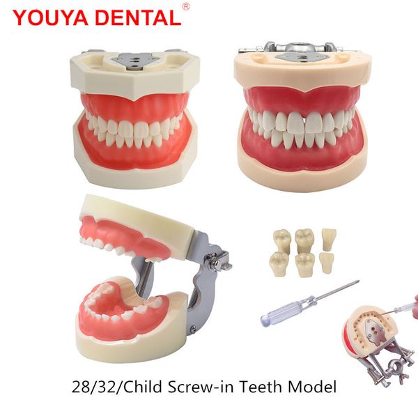 Outro modelo dental da resina da higiene oral que treina o modelo Typodont dos dentes para a prática do técnico dental que ensina a goma os dentes o modelo da mandíbula o equipamento da odontologia 230720