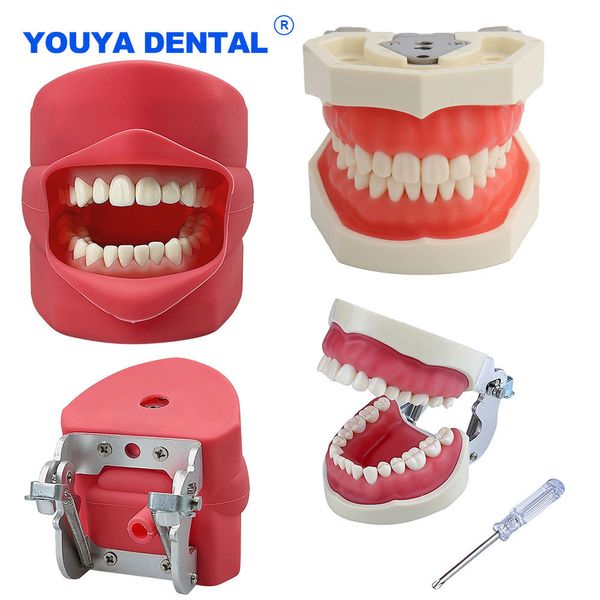 Altro Igiene orale Denti dentali Modello Pratica Mascella Tipodonte Testa Modello Formazione Simulazione Phantom Pratica Porta maschera in silicone Decor Studio Teach 230720