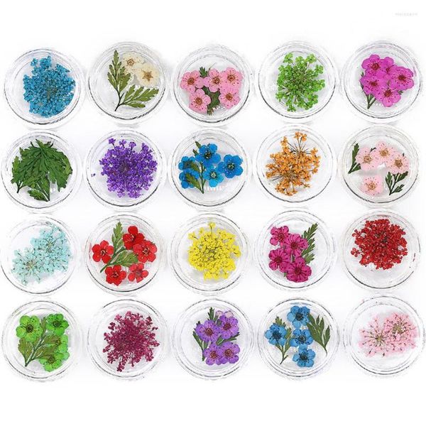 Dekorative Blumen Echte getrocknete kleine Sternblume für DIY Kunsthandwerk Handyhülle Epoxidharzfüllung Nagelkristall Heimdekoration Make-up