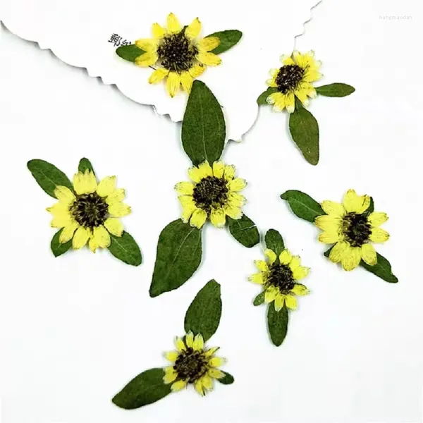 Flores decorativas 100 peças prensadas secas mini girassol flor folha planta herbário para arte de unha joias marcador caixa de telefone cartão facial diy