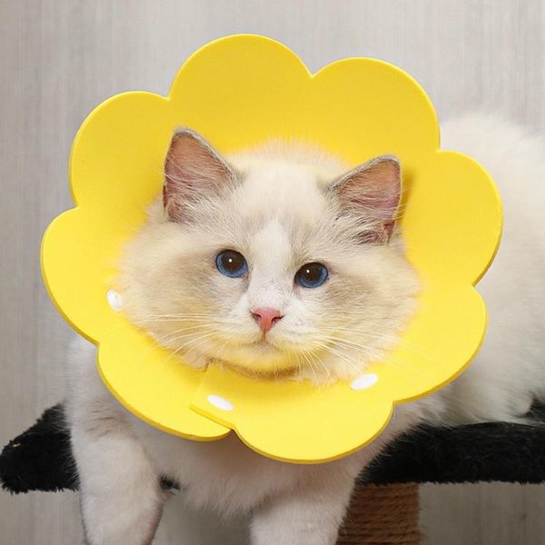 Os colarinhos de gato lidera gatos de animais de estimação Elizabeth Circle Flower Flor Anti-Bite Dogs Protection Cover Puppy Recovery Collar Pets Supplies