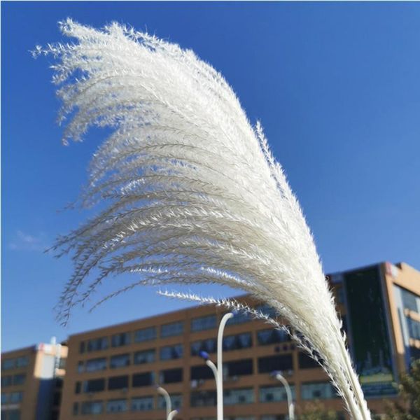 Flores decorativas de 15 a 30 cm de palheta natural real Flor seca Small Bulrush Bouquet Pampas Grass Decoração de Casamento Decorati