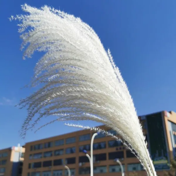 Flores muito decorativas grinaldas orelhas 15-30cm Flor natural de palheta natural Small Bulrush Bouquet Pampas Grass Decoração de festa de casamento Decorati