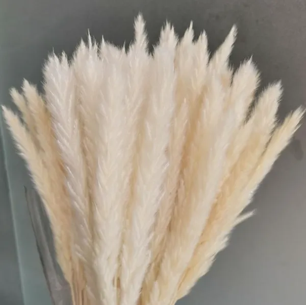 Classic clássica flores decorativas grinaldas orelhas 15-30cm Real de palheta natural seco pequeno bulrush bouquet pampas grama decoração de casa decoração de festa de casamento