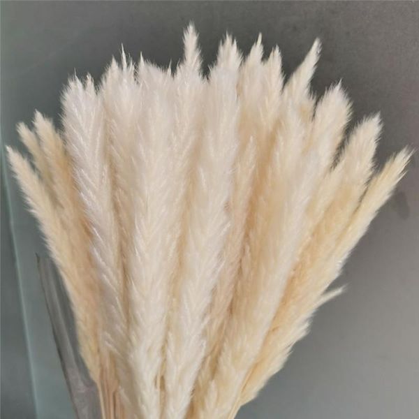 Flores decorativas clássicas Wreaths Ear 15-30cm Real Reed Reed Flor Seca Pequena Bulrush Bouquet Pampas Decoração de Casa Decorati