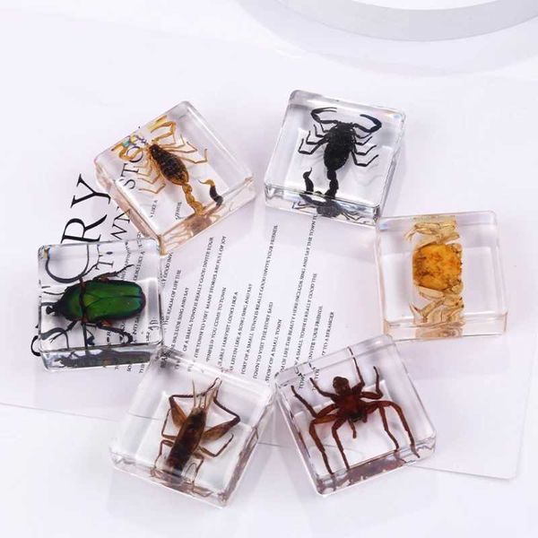 Objetos decorativos Figuras Modelo de decoração de amostra de insetos de resina
