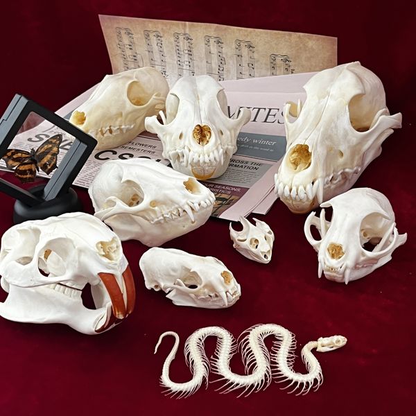 Objetos decorativos Figuras Real Taxidermy Animal Skull Bones for Craft Decoration Home Amoste Collectibles Estudar presentes especiais 230418