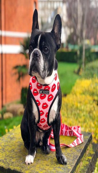 Coleira para cães de estimação, conjunto para cães pequenos e médios, novo lábio rosado, coleiras francesas, pug, lábios vermelhos, colete, coleira, acessorios para animais de estimação 03619594