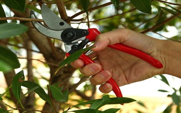 Por dhl ou ems 50 peças prático e ergonômico cortador de flores ferramenta de enxerto tesoura tesoura de poda jardim aparador cortador7933161