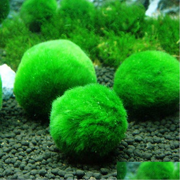 Decorazioni 23 cm Marimo Muschio Palline Live Rium Pianta Alghe Pesci Gamberetti Serbatoio Ornamento Verde Ornamentale Primo Piano Erba 220713 Drop Deliv Dhduo