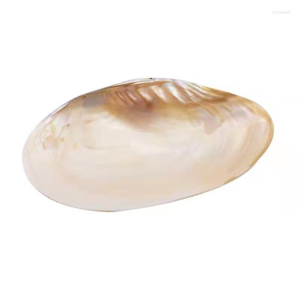 Charms Big Natural Shell for Pearl Party Show Large Sea Shells Decoração de Casa Dechwater Oyster Pearls/Beds Recipiente FP374