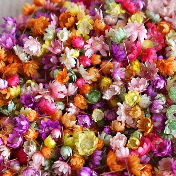 Flores decorativas 140 pçs secas brasil pequena estrela flor para diy arte artesanato resina cola epoxy vela fazendo jóias casamento decoração de casa